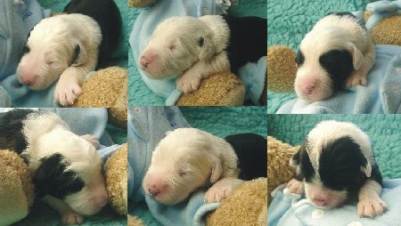 F�r gr��ere Version anklicken