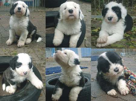 Zum Vergr��ern anklicken